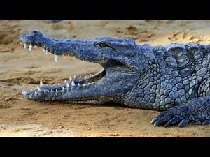 Blue Crocodile ¡NEVER SEEN BEFORE!