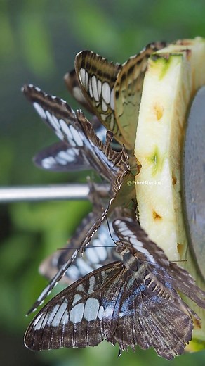 Butterflies feeding bf9sa #nature #wildlife #insect | Primi Studios