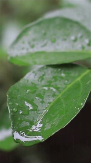 Timber sleepers built the railway — but its time is running out.