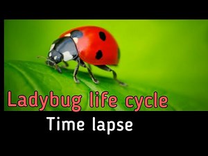 Ladybug life cycle - Time lapse #planetearth #vedantacademybrahmavar