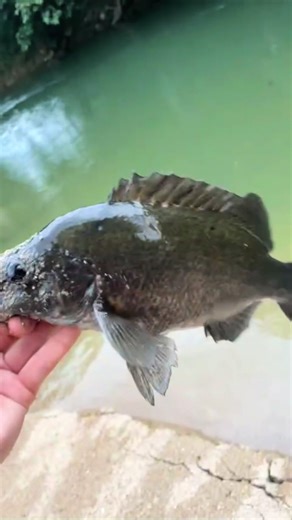 Couple sootys after school on the @Malosi Studio staple hero 100f in wooly colour on the @BangBangFishing rod #fishing #fishingrod #quality #sootygrunter
