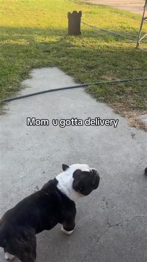 He’s a delivery announcer #dogs #funnydogs #dogsofinstagram | Cow TheNano