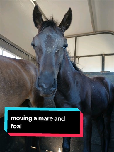floating a mare with her unhandled foal 😊🥰 #horsegirl #horse #horsetrainer #equestrian