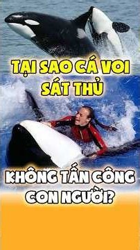 Ăn Cả Cá Mập Trắng, Nhưng Tại Sao cá voi sát thủ Không Tấn Công Người?#dongvathoangda#khamphathegioi