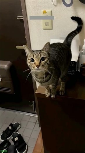 Fast Cat plays dead - Funny Trend 🤣 Viral Clip!