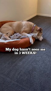 1.6M views · 10K reactions | I think he missed me 凉殺凉 thanks to my mum for filming! #dogs #doglover #dogslife | Amos Pearce | Facebook