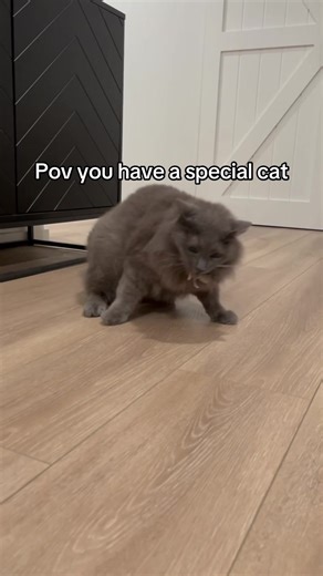 One mouse was harmed in the making of this video. #cat