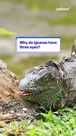 The Mystery of Iguanas' Third Eye Explained