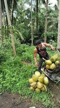 transportation of young coconuts