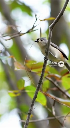 A Tiny Bird with a Big Personality | Magic Sora Shorts 🐦✨#shortsfeed #birds #shorts