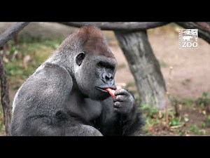 Silverback Gorilla Mbeli in Outdoor Habitat for the First Time - Cincinnati Zoo