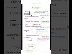 The Glycolytic Pathway