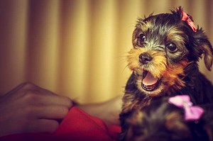 How To Stop A Puppy From Barking | Petbarn