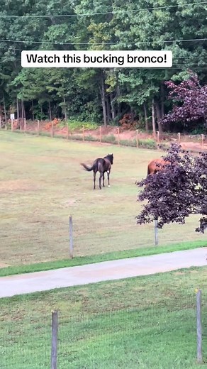 2.1K views · 16 reactions | Watch this bucking bronco! This horse has...