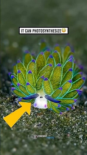 Leaf sheep: the animal that steals photosynthesis from plants😳