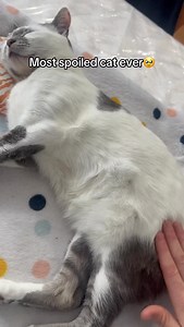 Her chippy is her bad back leg🙏 #cats #pets #viralreels #catlovers #cutecats | Aziathecat