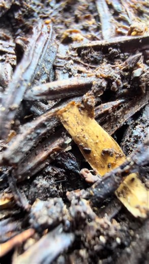 A hidden ecosystem inside a single piece of decaying material. 🌿🔬 #insectopia #insects #insectsofinstagram #bugs #insectlife #wildlife | Insectopia