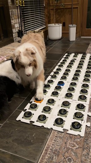 Flambo's Hilarious Priorities: Dog Talk and Sass