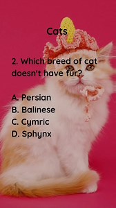6.2K views · 112 reactions | Quiz topics: Rodents, Marsupials and Cats Please follow our page for more quizzes and trivia. #marsupials #rodents #cat #quiz | Clever & Wise Quiz | Facebook