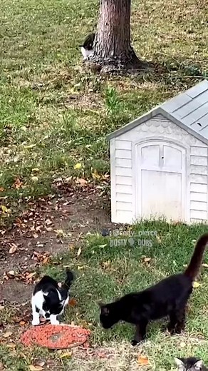 it wasn’t groundhog’s day 🎥: cody_pierce (IG) | cat