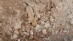 141K views · 2.1K reactions | Appealing for fosterers!! Before the...