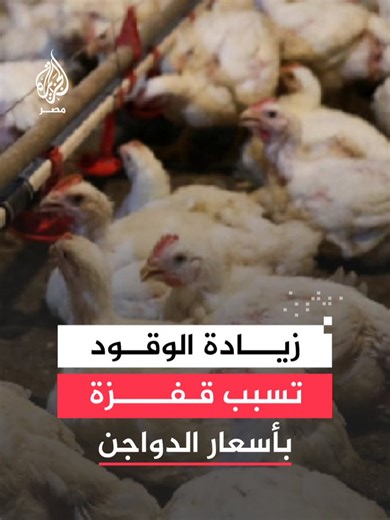 أزمة تسعير تضرب سوق الدواجن عقب الزيادة الأخيرة في أسعار المواد البترولية وسط مطالبات بتفعيل بورصة الدواجن لتقليل الفجوة السعرية