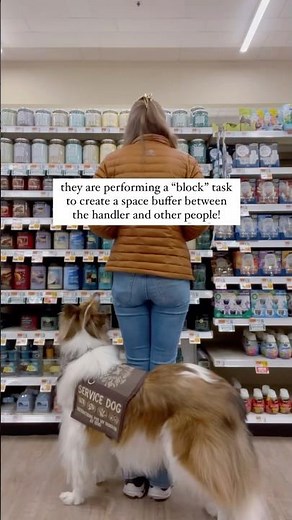 Blocking is a common psychiatric service dog task #servicedogs #dogtrainer #servicedogtrainer