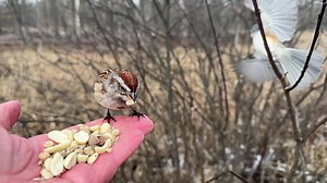 57K views · 3.9K reactions | An American Tree Sparrow, a rare visitor to the Hand of Snacks! In the next month or so this little cutie will be heading up north to his/her breeding grounds. | Jocelyn Anderson Photography | Facebook