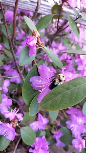 PJM Rhododendron - Happy Easter, bees love them - 2026 Garden spring wake-up 8
