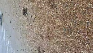 Heartwarming video footage has emerged of the moment a seal, which was resting on the beach at Worthing, made its way back into the sea. Video courtesy of Jamie Peacock | Worthing Herald