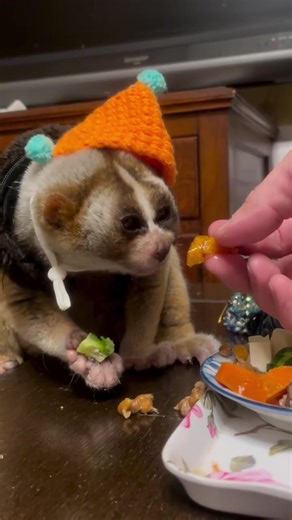 A Slow Loris is a small, primate native to Southeast Asia’s forests, known for its big, round eyes and slow, deliberate movements that make it look extra cute and mysterious. #SlowLoris #CuteButWild #NocturnalAnimals #FYP #wildandadorableusa