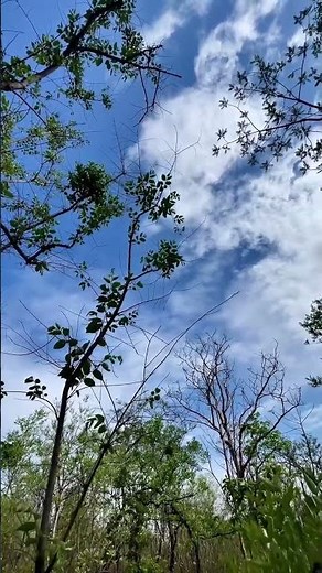no copyright background video full hd nature video 4k high quality video nature stock footage video