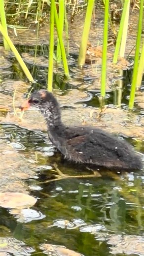 Gallinule Chick