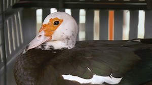 Dr. K treats a sweet Muscovy duck named Serena who is having some tummy problems. | National Geographic Animals