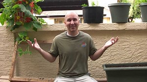 How to make a successful container vegetable garden