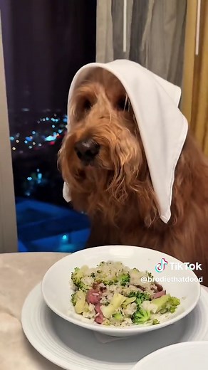 Golden Retrievers vs Goldendoodles Explained