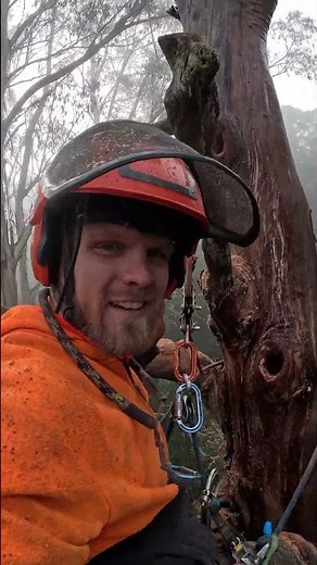 Transforming A Dead Tree Into A Habitat