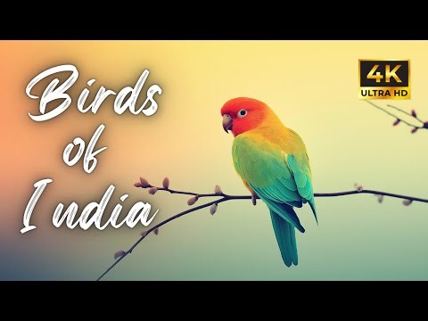 Beautiful Birds of India | Exotic Wildlife in 4K Ultra HD