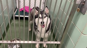 Some of the great dogs at Animal Services! Learn more: https://winnipeg.ca/cms/animal/ | Winnipeg Animal Services