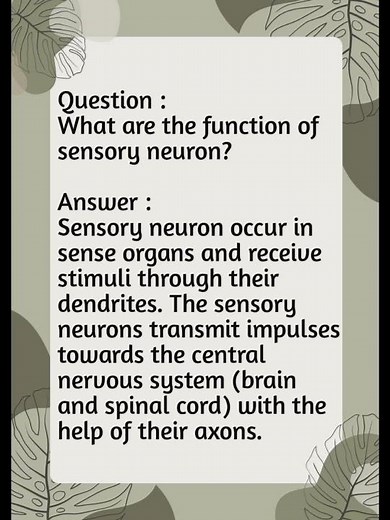 What are the function of sensory neuron?