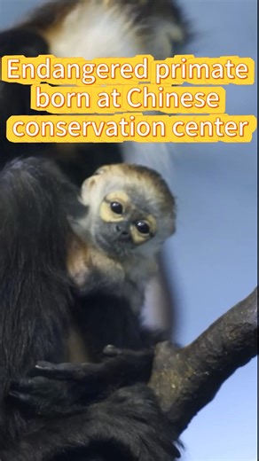 A conservation base in China's Guangdong has welcomed its first-ever endangered black-shanked douc langur baby. The newborn is thriving under mom's care, bringing the base's total of these rare primates to four. #primates #BlackShankedDoucLangur #endangered #wildlife | China Xinhua News