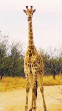 Giraffe sound, Pets & Animals