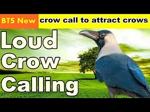 LOUD CROW CALL CAW CAW/CROW IN DISTRESS/CAL TO ATTRACT CROWS
