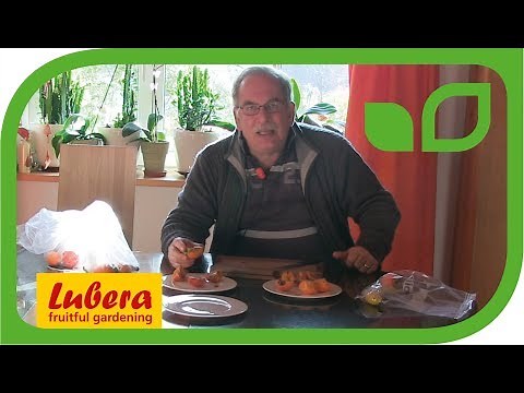 How To Speed Up The Persimmon (Kaki) Ripening Process