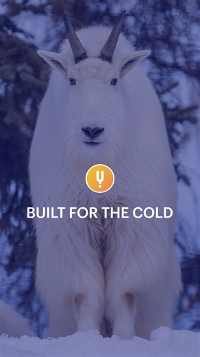 Curiosity Stream on Instagram: "Mountain goats are built for the cold—literally. Their dense, insulating fur protects them in temperatures as low as –45°C (–49°F), allowing them to survive where few mammals can. 🐐❄️ As food disappears, they retreat to forests, while others—like Yellowstone’s bison—stand their ground, carving paths through blizzards with sheer mass and endurance.🦬 In a world shaped by climate shifts and ecological disruption, scientists are asking a bigger question: Are nature’