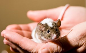 Do Pet Mice Stink? 7 Ways to Combat Mouse Smell - VIVO Pets