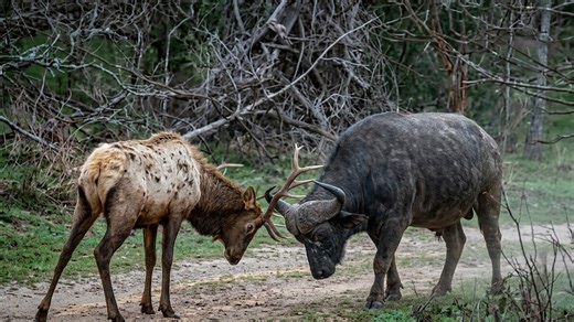 Watch what happens when an elk comes too close to a buffalo