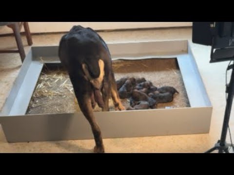 LIVE BOERBOEL PUPPY CAM Day 3 #boerboelpuppies #dogbreeds