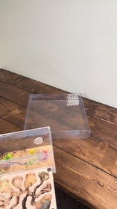 My Bullet Ant Are Trying To Escape #ants #insects #escape #reels #bugs | Lights.Camera.Ants