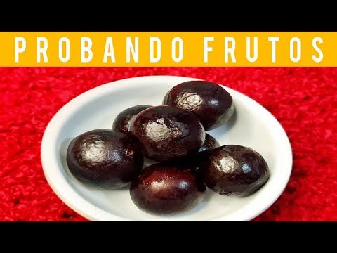 🔵Tasting Jaboticaba or Guapuru (Jabuticaba) 🍇 | Tasting the Brazilian Grape Tree Fruit